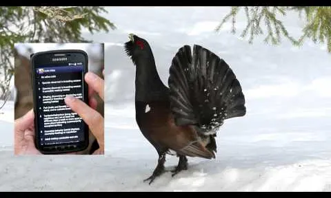 Naturalist d'Ornitho, permet evitar la pèrdua de la transcripció de dades al portal web (imatge: ornitho.cat)