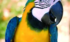 La tinença d'espècies exòtiques en una pràctica crítica, que es pot relacionar amb animals malalts, tràfic i abandó. (imatge: Faada.org)