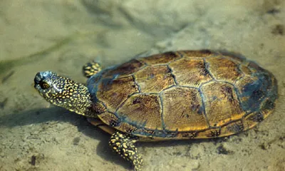 "Emys orbicularis", la tortuga d'estany autòctona, 