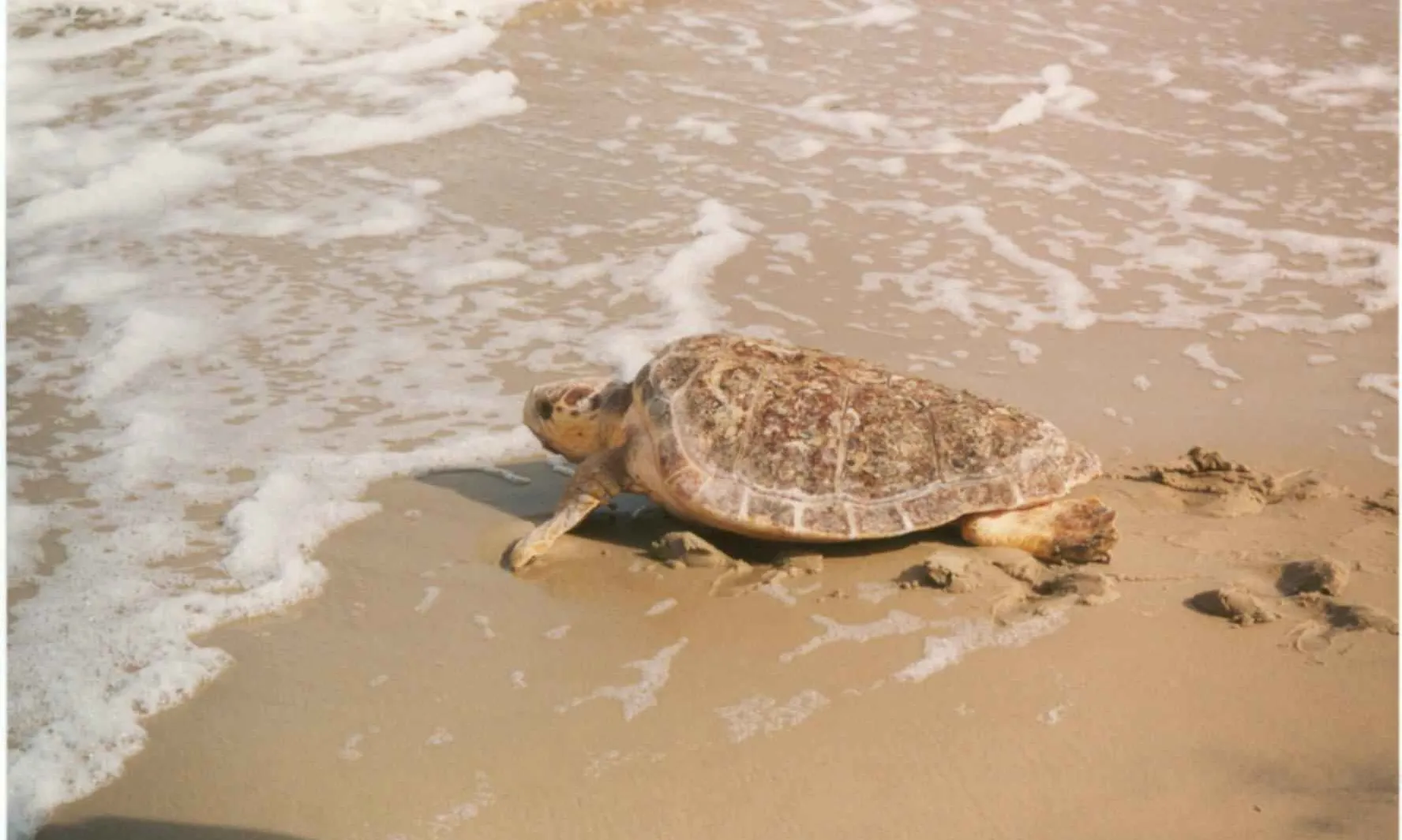 La tortuga babaua,  espècie marina protegida de la fauna salvatge autòctona. Es considera espècie en perill d'extinció  (imatge : wikimedia commons)