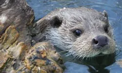 La llúdriga és una espècie protegida de la fauna salvatge autòctona (imatge: agricultura.gencat.cat) 