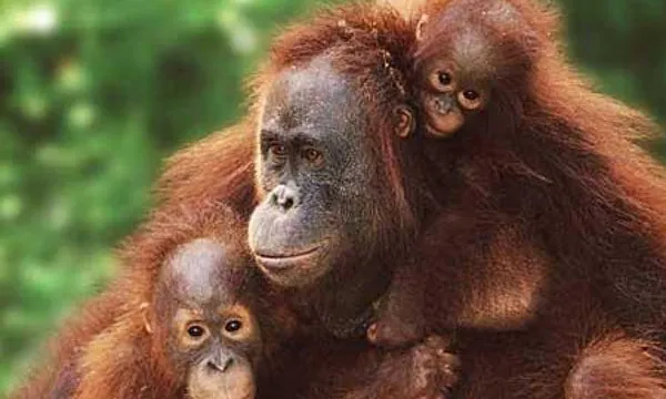 Família d'orangutans. Font: Faada