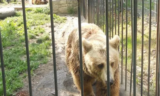 Ossos a Arties pendents de ser rescatats (imatge:faada.org)