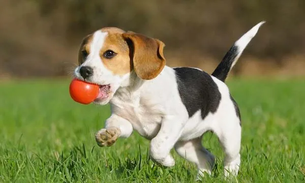 Gos (foto página http://misanimales.com)