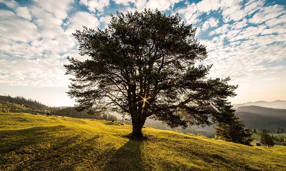 Plantar un arbre. Font: Pixabay