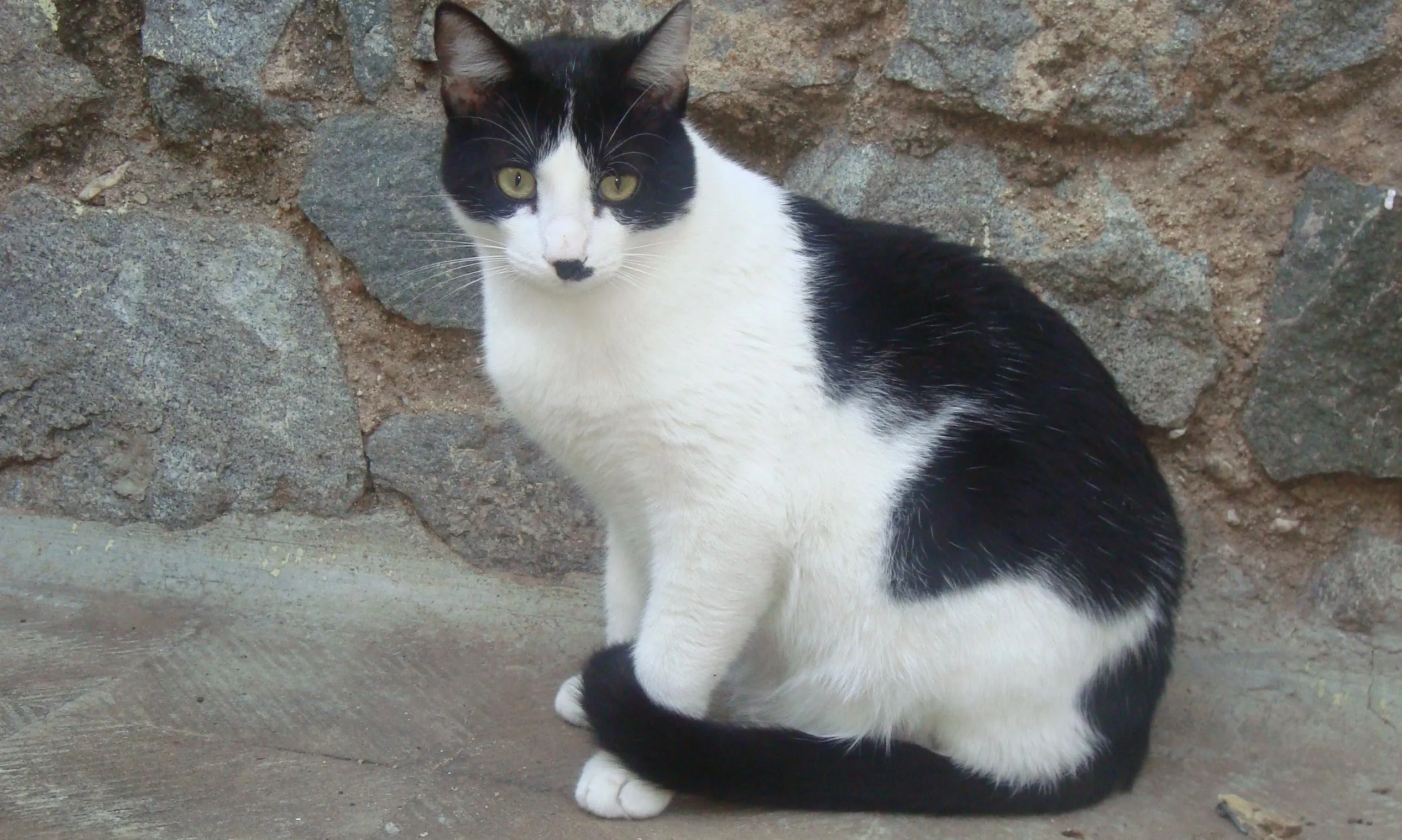 Gat (foto Viquipèdia, l'enciclopèdia lliure)