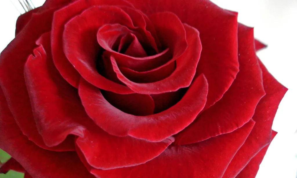Rosa de Sant Jordi. Font: Anna, Flickr