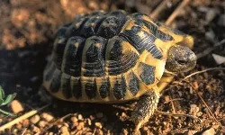 També la tortuga mediterrania, "Testudo hermanni", és una espècie protegida en perill d'extinció (imatge: Richard Martín Vidal)