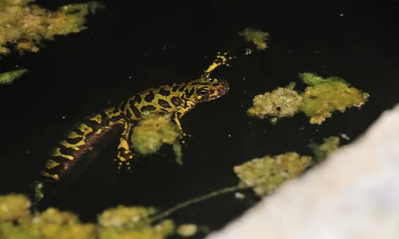 Els punts d'aigua dolça són ecosistemes rics de vida. Imatge d'un tritó verd (imatge: 1000punts.cat)