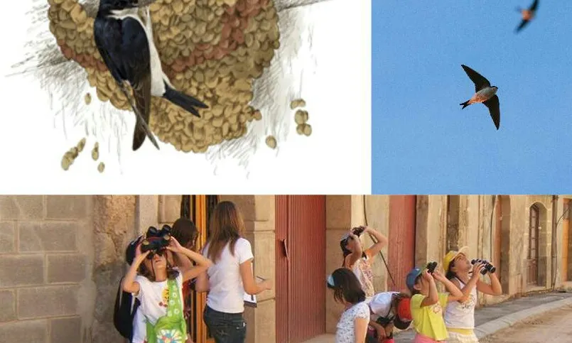 Els voluntaris i voluntaries faren un recompte de nius d'oreneta cuablanca que passaran a l'ICO (imatge: setmananatura.cat)