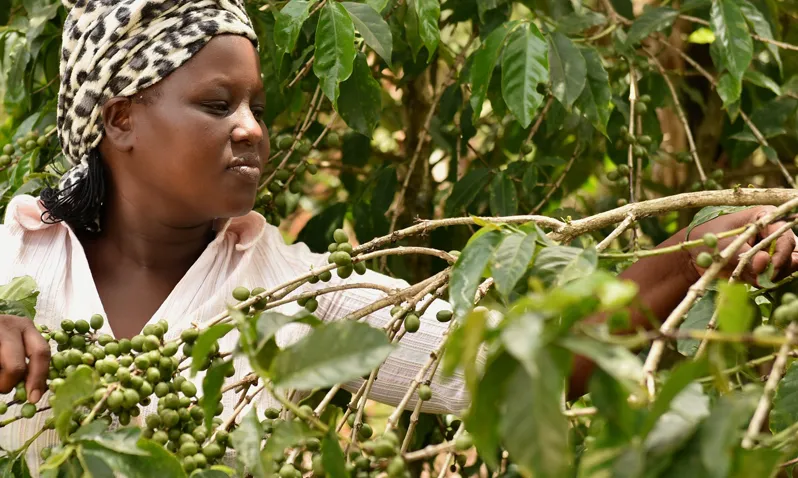 Agricultora de cafè de Comerç Just. Font: Fairtrade