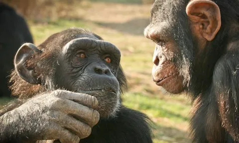 Els ximpanxés i macacos són animals socials que pateixen molt la solitud i l'allunyament dels seus congèneres (imatge: fundacionmona.org)
