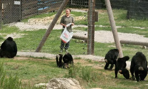 En el centre de Riudellots els ximpanzés i macacos es recuperen dels matractaments rebuts (imatge:fundacionmona.og)