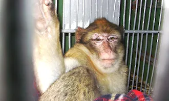 Els animals arriben al centre provenients de situacions traumàtiues (imatge: fundacionmona.org)