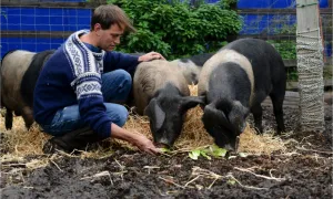 Feedback reivindica amb la campanya "The pig idea" la possibilitat de donar les restes de menjar als animals, com tradicionalment es  feia en les granges, i prohibit segons les normatives actuals (imatge: feedbackglobal.org)