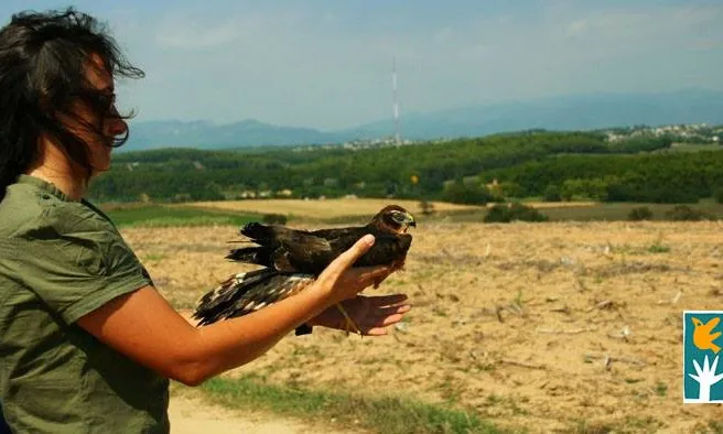 Els tres primers premiats podran assistir a l'alliberament d'exemplars de fauna salvatge recuperats al centre de Torreferrussa (imatge: miloca.org)