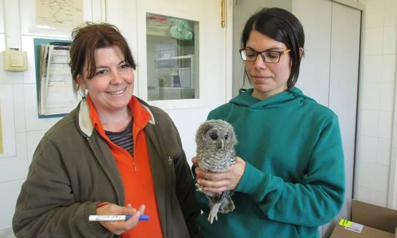 Miloca  és una entitat que es dedica a la divulgació de la fauna salvatge i de la tasca  del centre de recuperació de Torreferrussa (imatge: miloca.org=