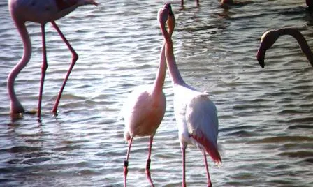 L'ornitologia és un dels atractius de visitar l'espai MónNatura Delta (imatge: MónNaturaDelta.com