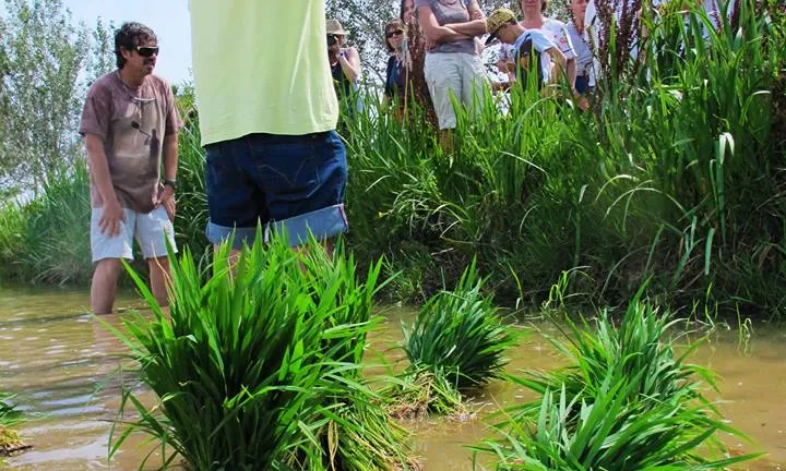 Es pot participar en el programa de voluntariat ambiental de  Riet Vell o bé participar en els esdeveniments puntuals, com la Festa de la Plantada (imatge: Reserva Riet Vell)