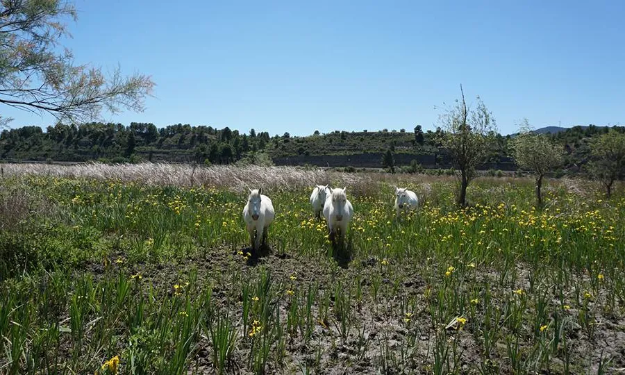 El Grup de Natura Freixe  es pren cura de l' espai fluvial situat a la vora de l’Ebre al seu pas per Flix. (imatge: Grup de Natura Freixe)