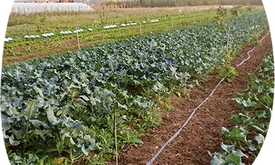 La finca agroecològica La Coromina, a Albons, es visitarà dimecres 6 de juliol (imatge: La Coromina)