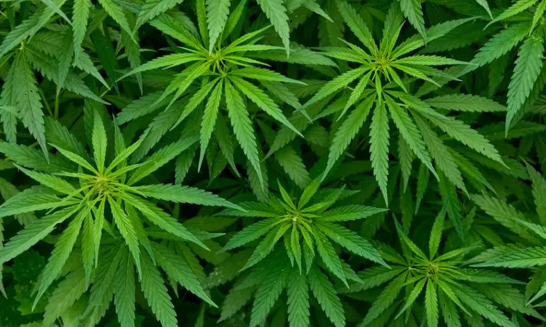 El cànnabis és la droga il·legal més consumida al món i a Europa, amb un augment de l’oferta i una disminució del preu de venda.