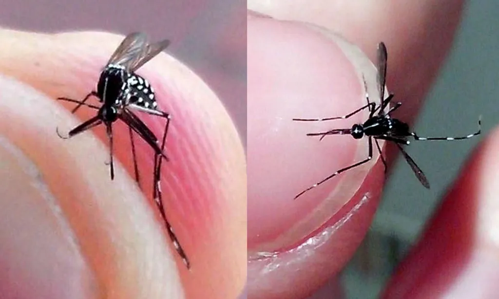 Imatges ciutadanes  de mosquit tigre (imatge: mosquitoalert.com)