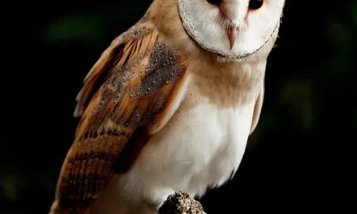 Pinord elabora el vi solidari Nox, amb el qual contribueix a la conservació de les òlibes i els xots (imatge: wnature.org)