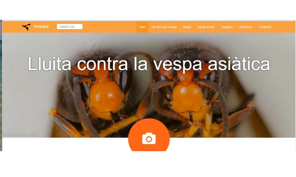 Vespapp és una nova aplicació per identificar vespes asiàtiques i els seus nius. (imatge:vespapp.uib.es).