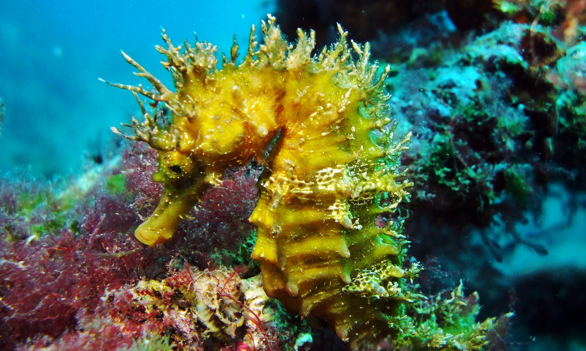 Els cavallets de mar són difícils de localitzar a simple vista, fet que dificulta més el seu estudi. Per això és important compartir les observacions si n'heu vist algun (imatge: Juan Antonio Torres Balaguer)