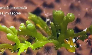 Pots ajudar a notificar l'aparició i expansió d'espècies invasores que alteren els ecosistemes (imatge: observadorsdelmar.cat)