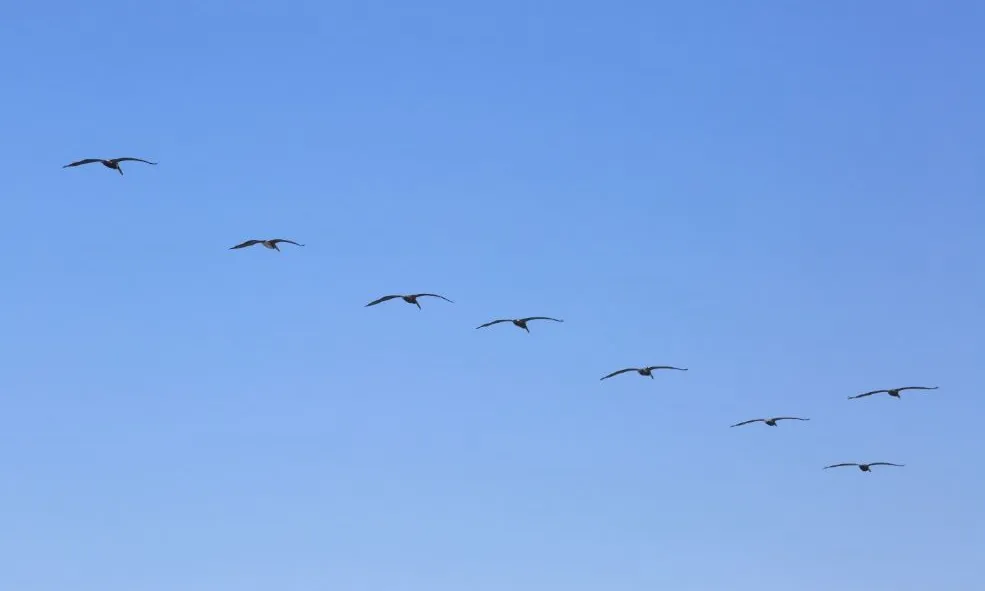 Ocells volant en grup. Cooperació_Don McCullough_Flickr