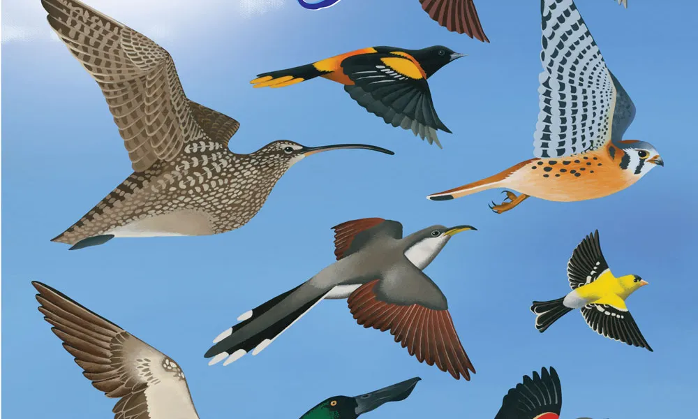 Observar aus és una forma d'apropar-se a la natura amb molts aficionats (imatge: fws.gov) 