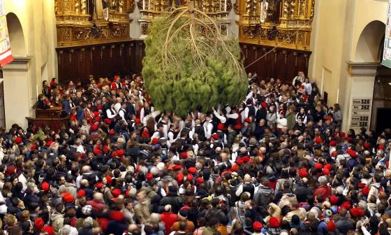 El pi dins de la Parròquia de Santa Coloma de Centelles.