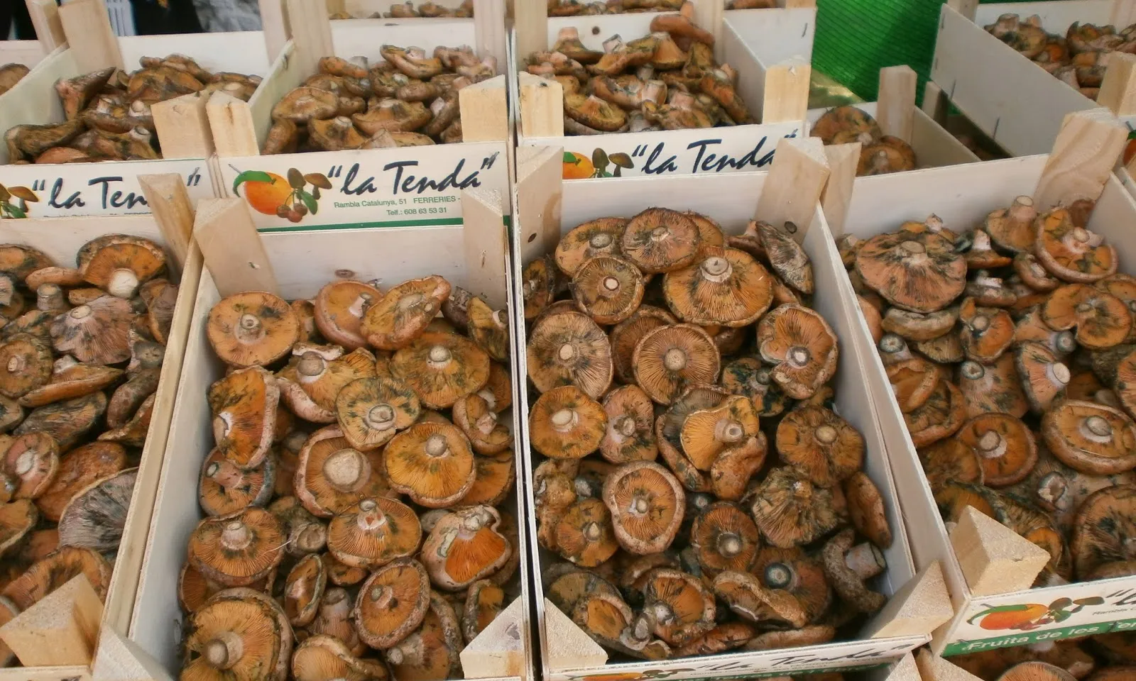 Fira del Rovelló (Els Reguers, Tortosa – del 6 al 8 d’octubre).