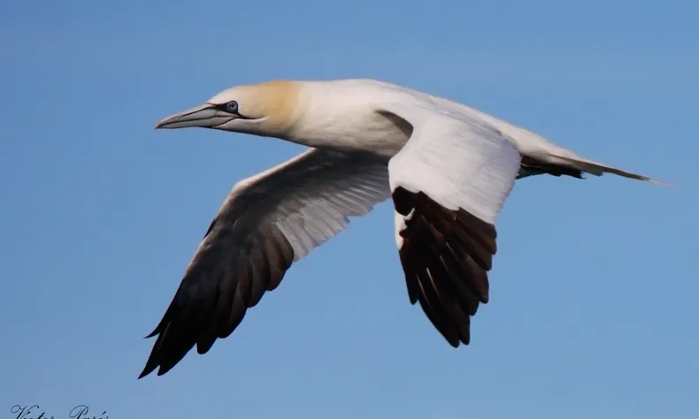 Observació d'ocells aquàtics amb el Gepec diumenge 2 al matí (imatge: Victor París)