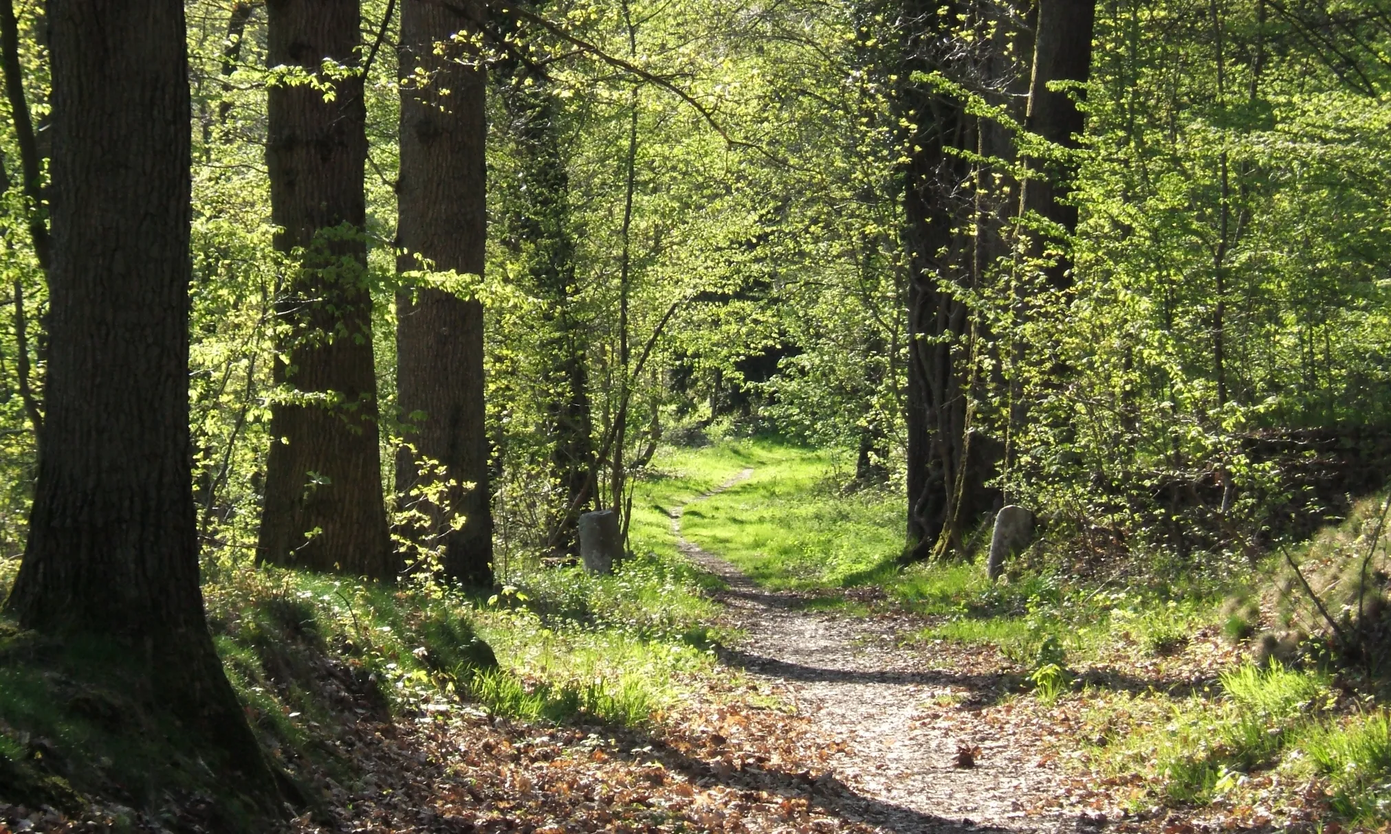 Els darrers anys es detecta un creixent interès vers l'estudi de les emocions i sentiments que desperta la natura en les persones (imatge: wikipedia)