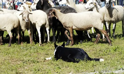 Concurs de Gos d’Atura de Castellterçol (Moianès - 2 d’octubre).
