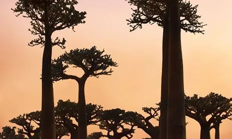 El film, dirigit per Sergi Sandúa, tracta la situació social de Madagascar. Foto: ONGD Yamuna.