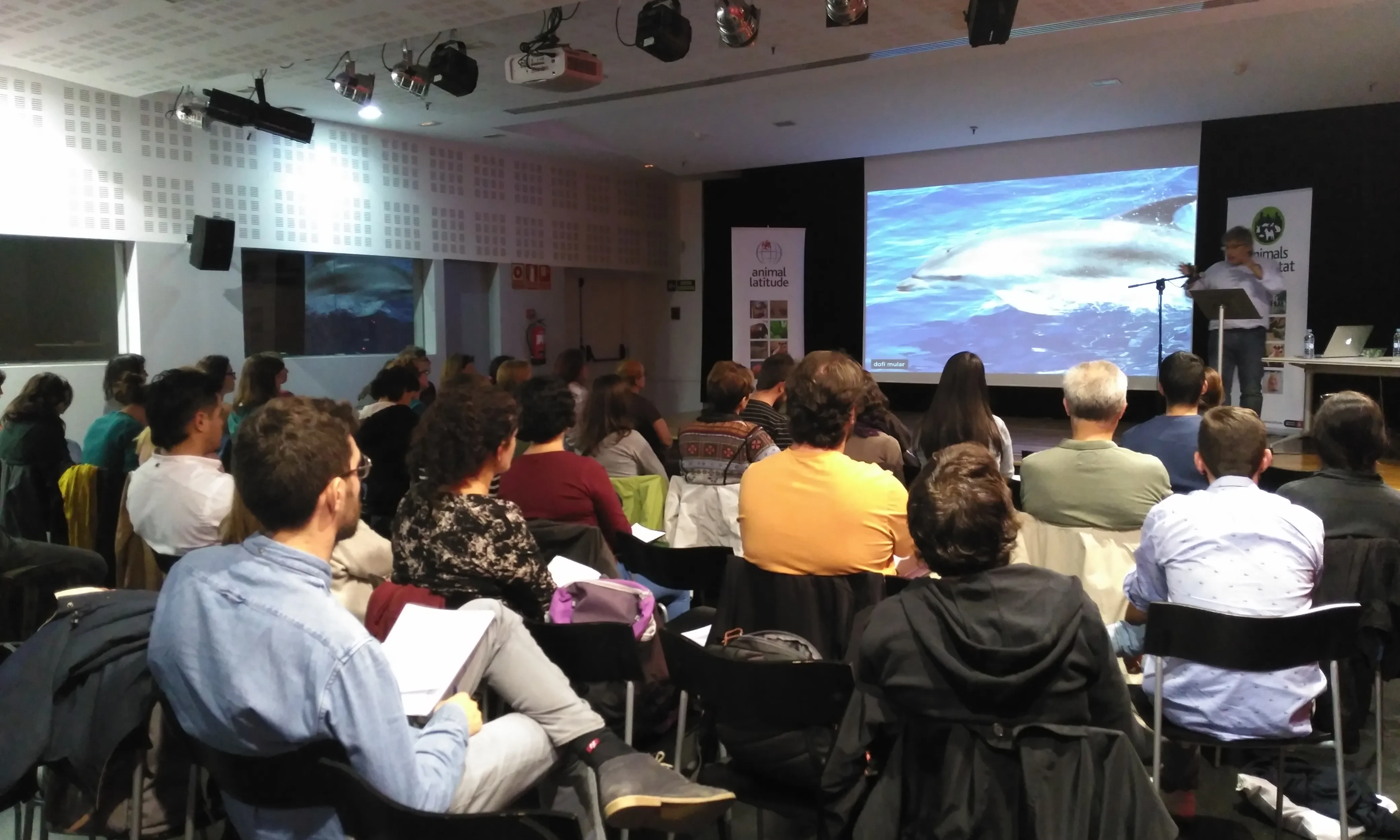 Manel Gazo, Submon. Projecte Dofins Metropolitans