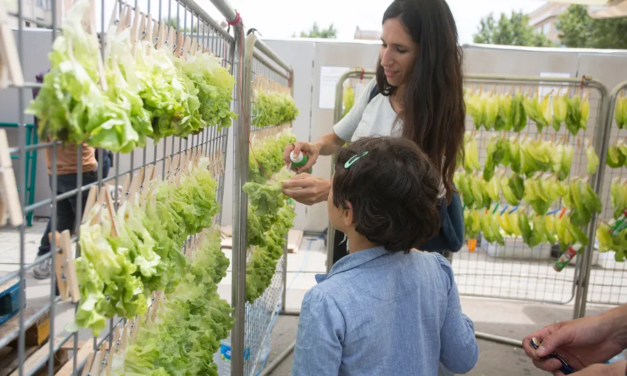 Enciams conreuats  a la mateixa plaça (imatge: fadfest.cat)