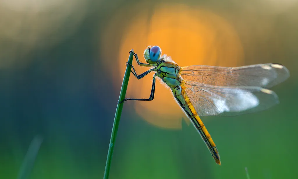 La biodiversitat com a font inspiradora de fotografies, com la libèl·lula de la imatge d' Eduard Marquès Mora, una de les seleccionades en 2015 (imatge: Eduard Marquès Mora) 