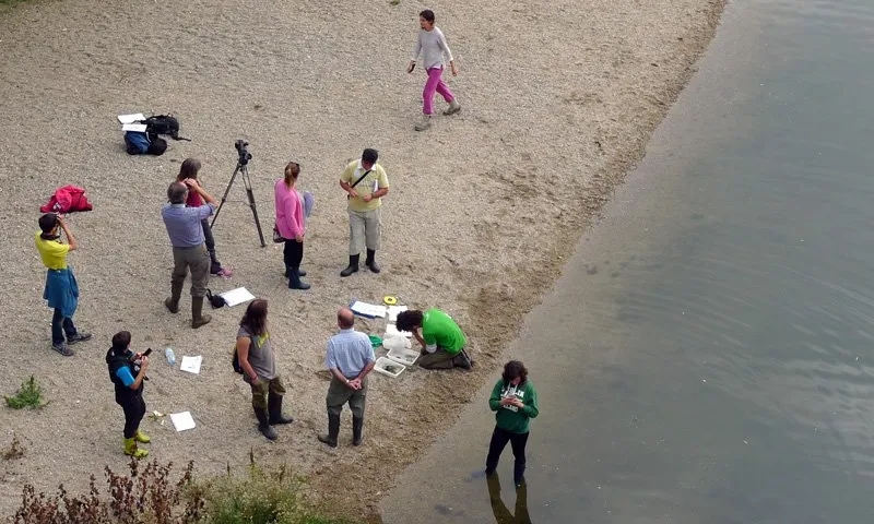 Voluntariat ambiental per la inspecció de La Muga a Castelló d'Empuries (imatge: Associació Hàbitats)