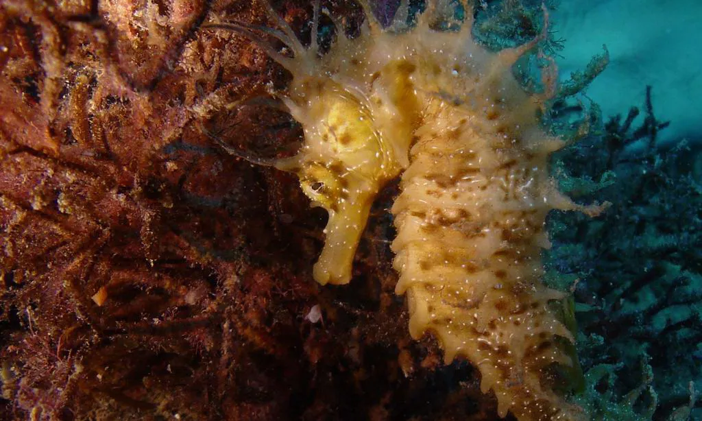Coneixerem la fauna marina amb Submon
