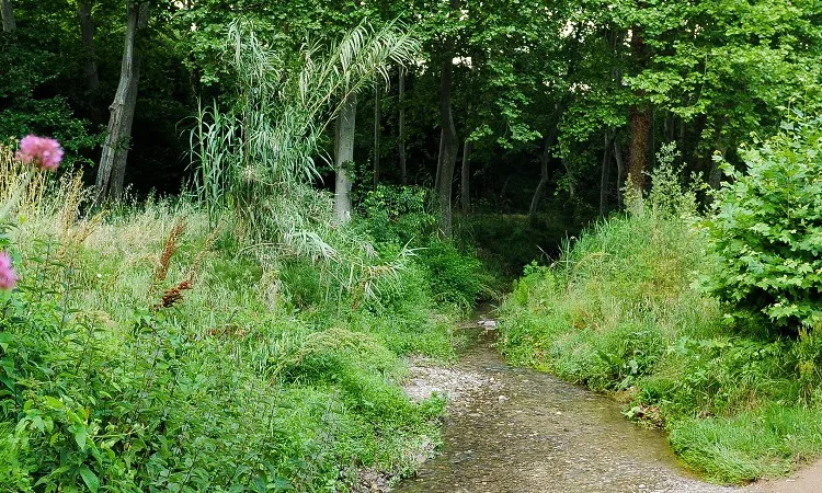 Bosc de ribera al torrent de la Betzuca (imatge: Sant Quirze Vallès Natura)