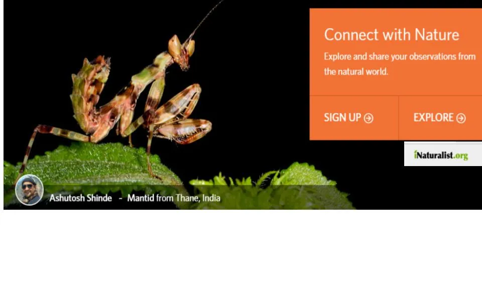 Cada observació contribueix a l'estudi de la biodiversitat (imatge: inaturalist.org)