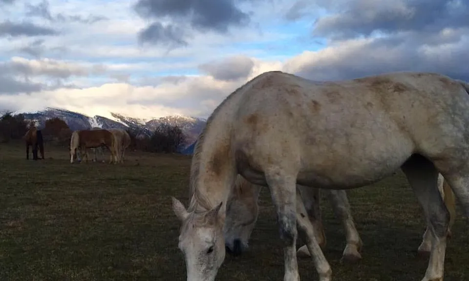 La Fundació Projecte Miranda és un santuari de cavalls recuperats (imatge: projectemiranda.cat)