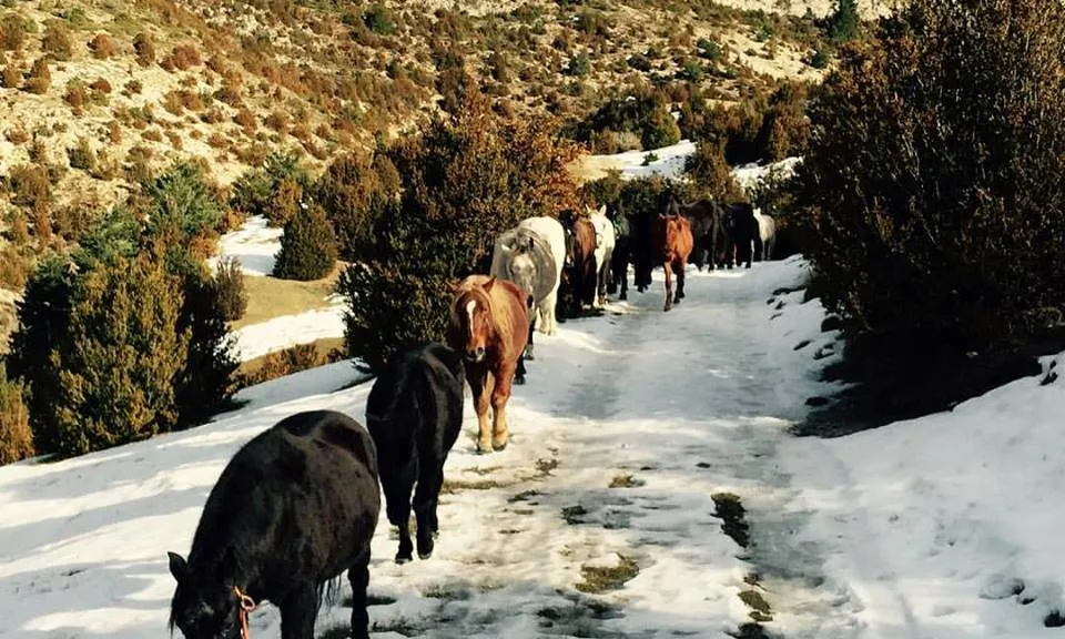 Cal acompanyar els cavalls al  nou prat on passaran els mesos vinents (imatge: projectemiranda.cat)