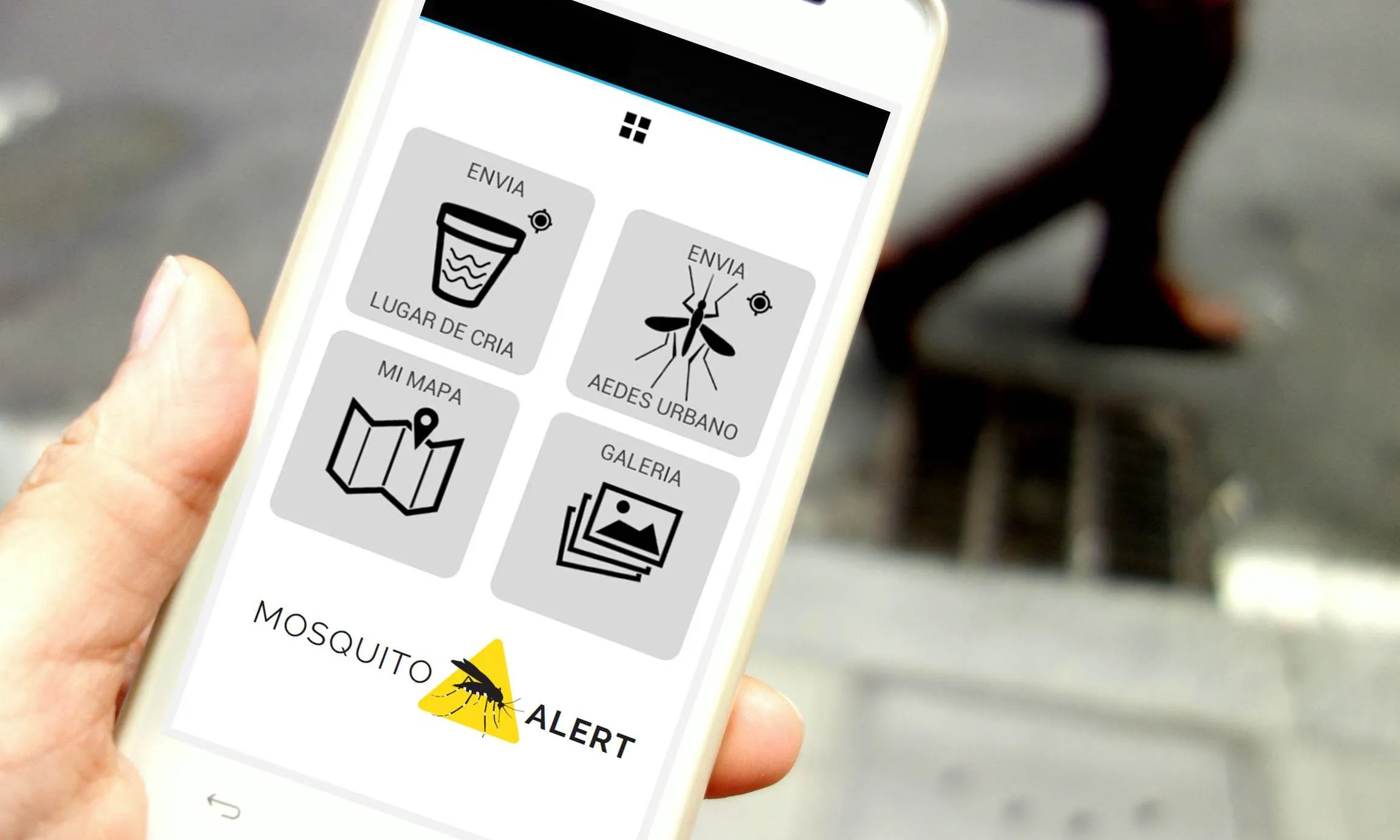 Amb Mosquitoalert s'aporta informació sobre la presència de mosquit tigre i de mosquit de la febre groga (imatge: mosquitoalert) 