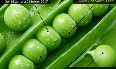 Videopèsols: 2a Mostra de Curts de Caldes d'Estrac Videopèsols: 2a Mostra de Curts de Caldes d'Estrac